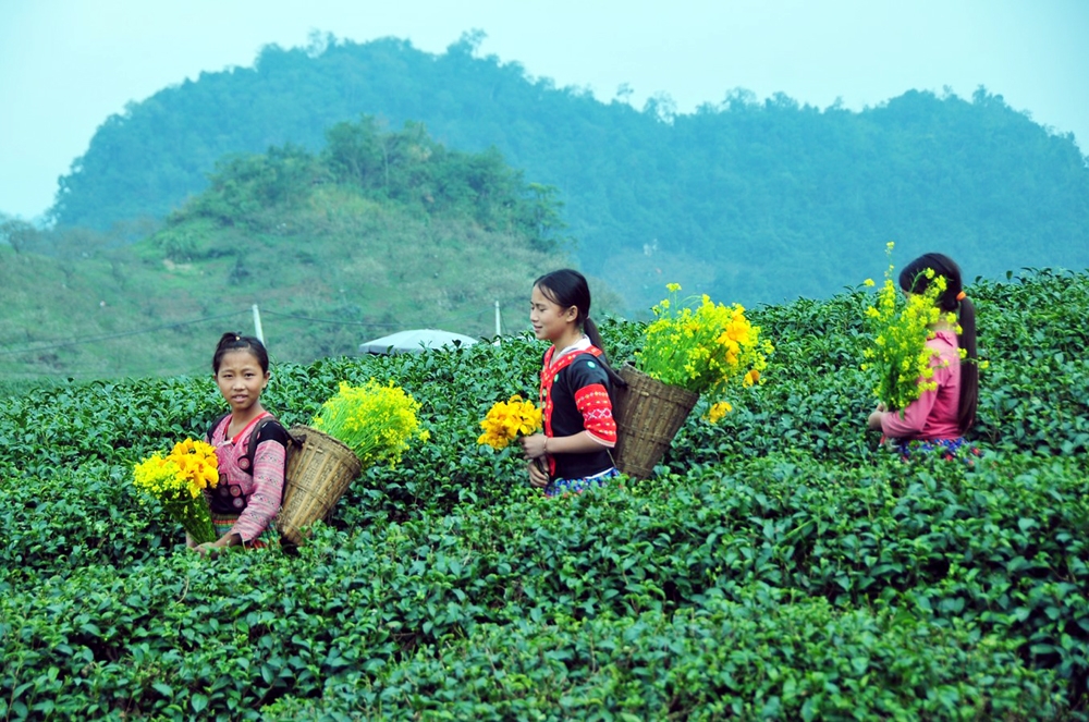 Mộc Châu (Sơn La): Xây dựng nông thôn mới gắn với phát triển du lịch