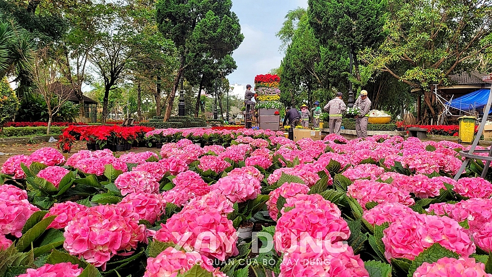 Đáng yêu như “Mèo Quảng Ngãi”