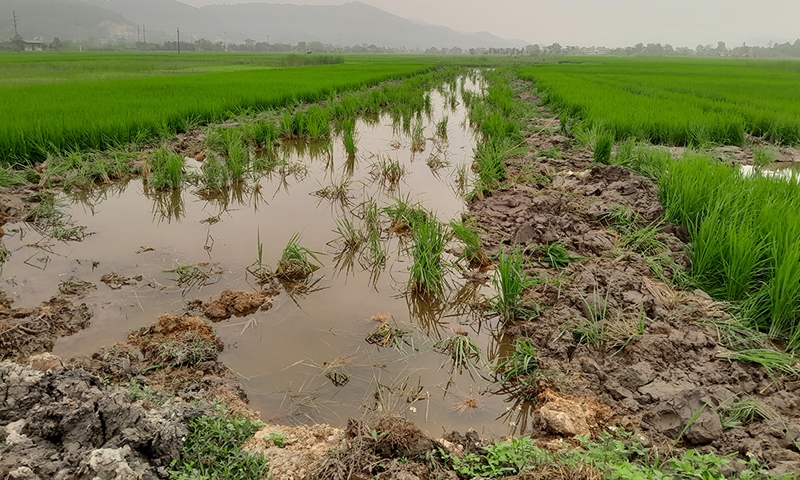 Hà Trung (Thanh Hóa): Tại sao các hộ dân xã Yến Sơn phản đối quyết định thu hồi đất của UBND huyện?