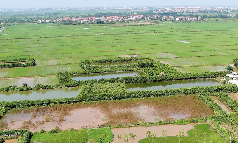 Thủ tục chuyển đất trồng cây lâu năm sang đất nông nghiệp khác