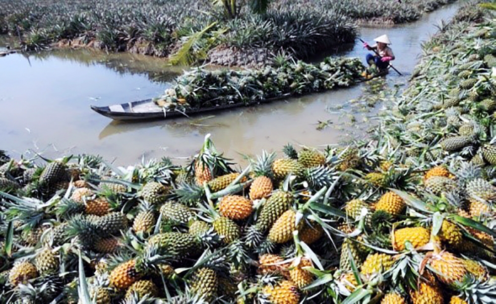 Hậu Giang sẽ trở thành điểm đến mới về du lịch cộng đồng