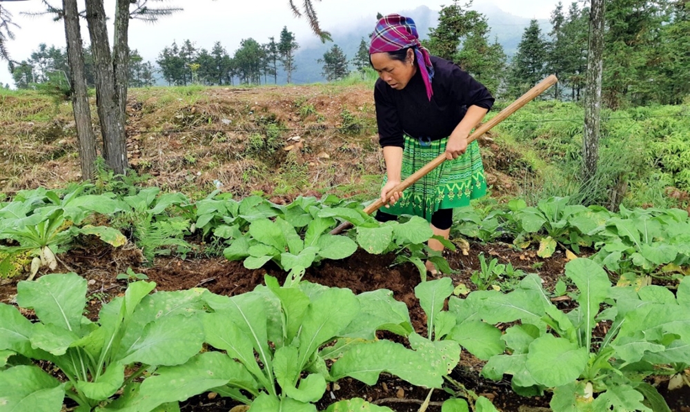 Hà Giang - Hình thành liên kết chuỗi giá trị bền vững tại huyện Xín Mần