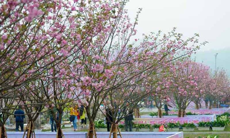 Hạ Long: Nhiều hoạt động hấp dẫn tại Lễ hội Hokkaido 2023