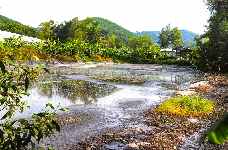 Lâm Đồng: Di dời hơn 8.300 con lợn ra khỏi trang trại do ô nhiễm môi trường