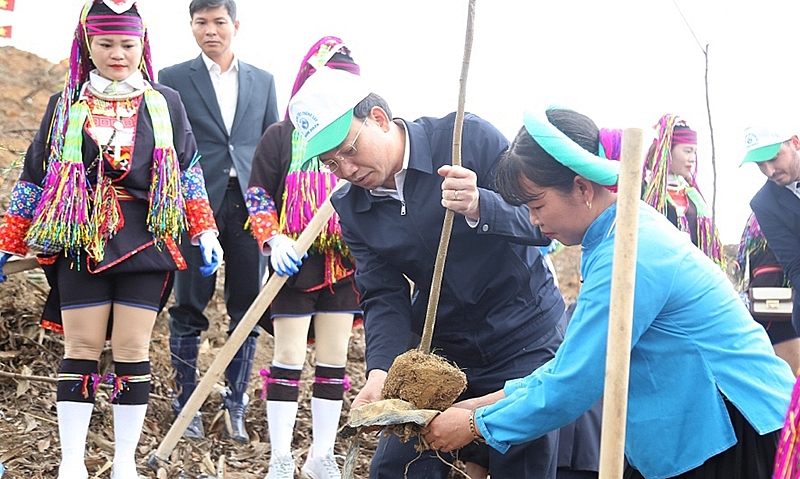 Quảng Ninh: Trồng rừng “đất nào cây ấy”