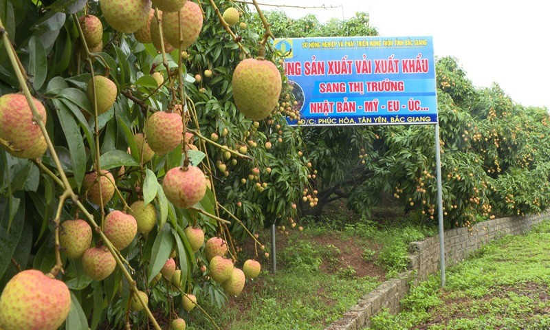 Tân Yên (Bắc Giang): Gần 80 tỷ đồng nâng cao các tiêu chí nông thôn mới trong năm 2024