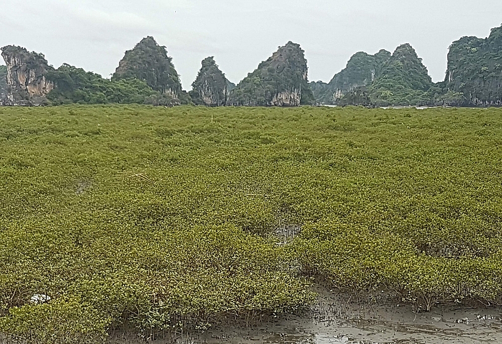 Quảng Ninh: Kinh tế biển “tăng nuôi trồng, giảm khai thác”