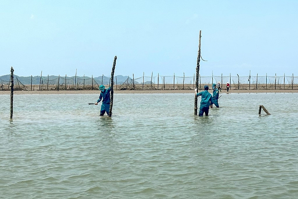 Móng Cái (Quảng Ninh): Kiên quyết xử lý dứt điểm tình trạng lấn chiếm bãi triều, nuôi trồng thủy sản trái phép