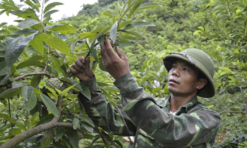 Lục Ngạn (Bắc Giang): Thúc đẩy phát triển kinh tế - xã hội vùng đồng bào dân tộc thiểu số