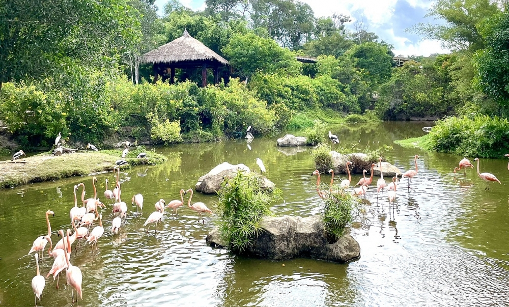 Hấp dẫn mùa hè đến Vinpearl Safari Phú Quốc khám phá thế giới động vật hoang dã