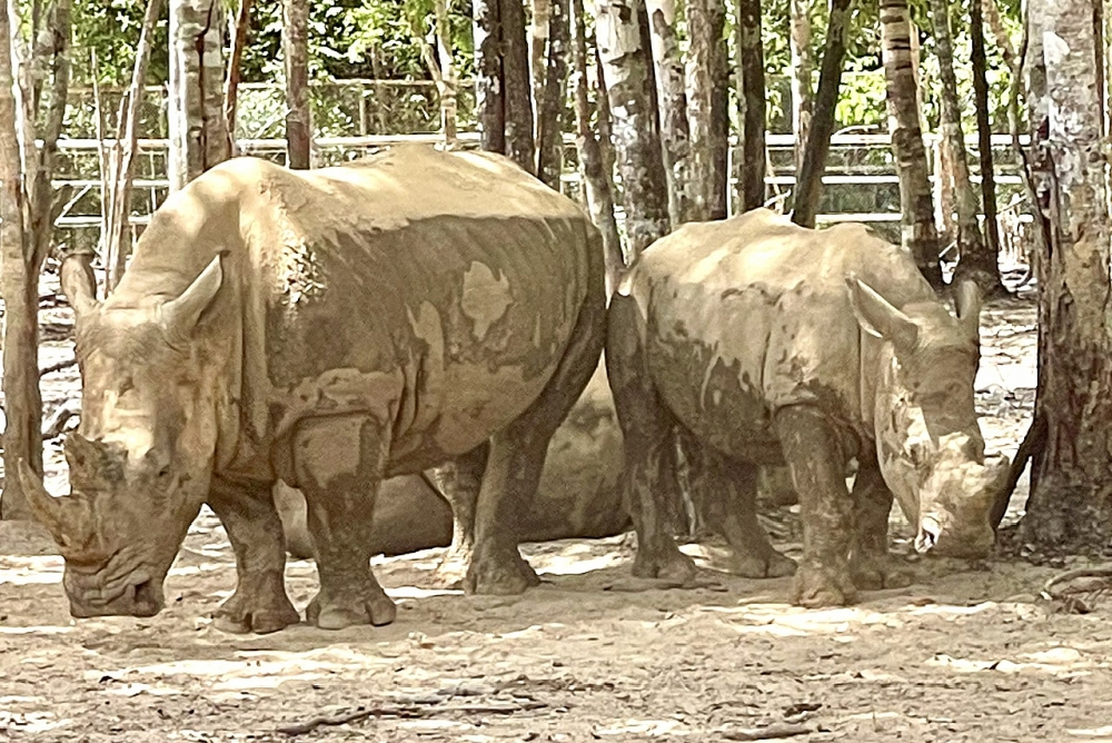 Hấp dẫn mùa hè đến Vinpearl Safari Phú Quốc khám phá thế giới động vật hoang dã