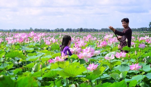 Đồng Tháp: Nhiều cơ hội và triển vọng đang mở ra cho ngành hàng sen