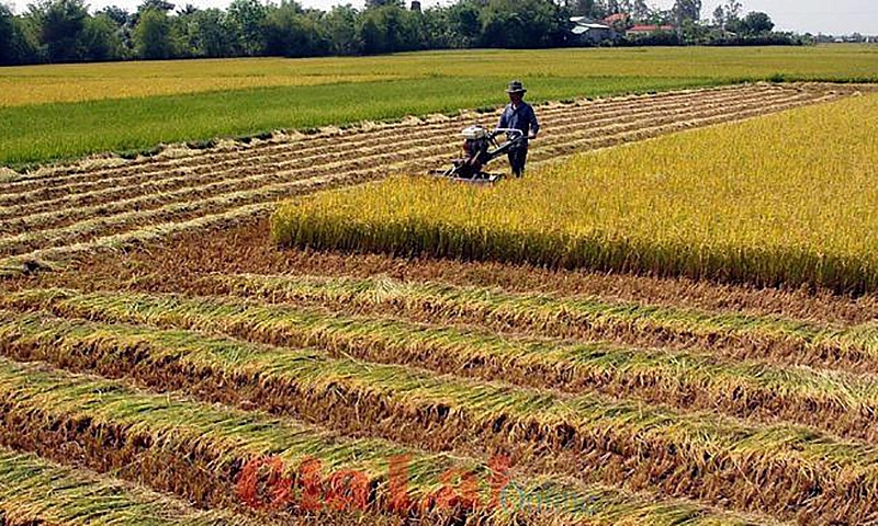 Chuyển mục đích sử dụng đất để thực hiện Dự án Cụm công nghiệp Xây Đá B mới