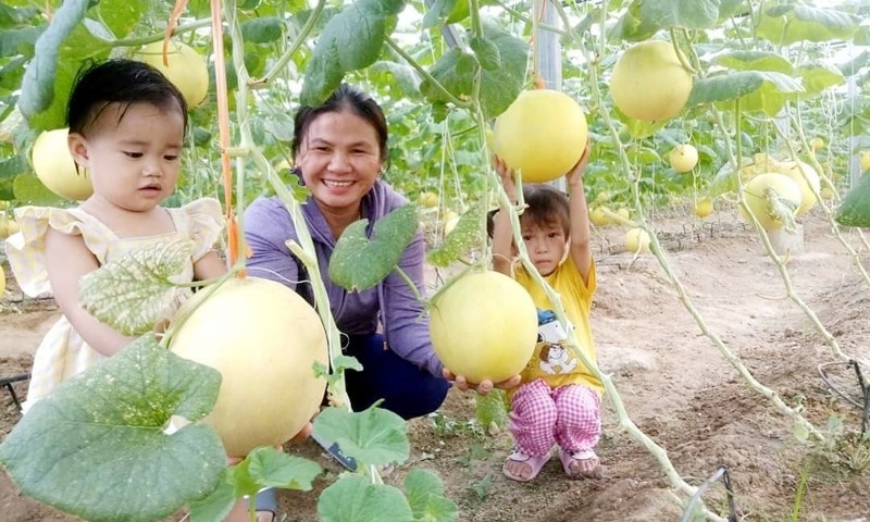 Hà Tĩnh: Khuyến khích phát triển nông nghiệp gắn với xây dựng tỉnh đạt chuẩn nông thôn mới