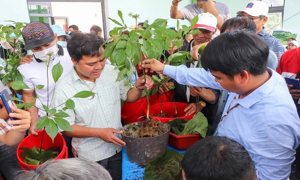 Quảng Nam: Kiến nghị Chính phủ có chủ trương trình Quốc hội ban hành Luật Sâm Việt Nam