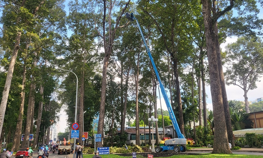 Thành phố Hồ Chí Minh: Đầu tư máy kiểm tra khuyết tật cây xanh