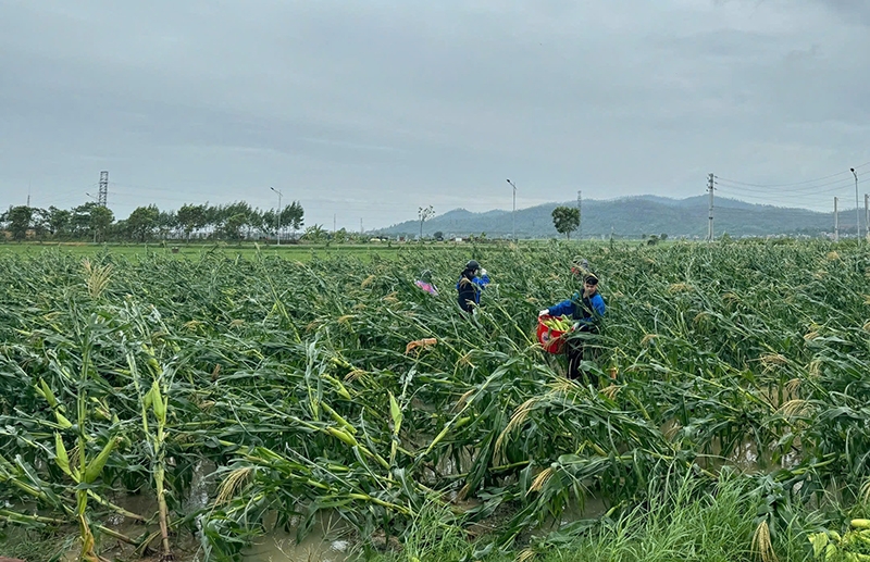 Yên Dũng (Bắc Giang): Ước thiệt hại gần 150 tỷ đồng do bão Yagi