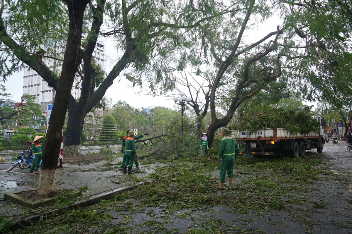 Hải Phòng: Hơn 22.000 cây xanh bị gãy đổ do bão số 3