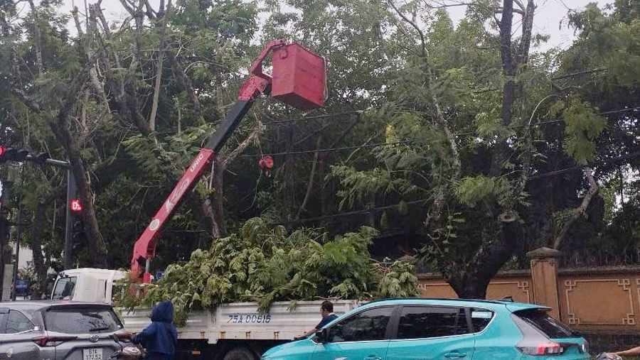 Thừa Thiên – Huế: Lên phương án “làm đẹp” cây xanh đô thị trước mùa mưa bão