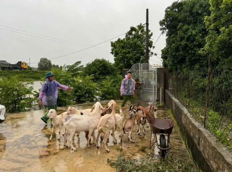 Hà Nam: Bão số 3 và mưa lũ gây thiệt hại ước tính khoảng 468 tỷ đồng