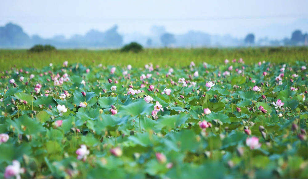 Thành phố Hà Tĩnh: Phát triển nông nghiệp giữa lòng đô thị