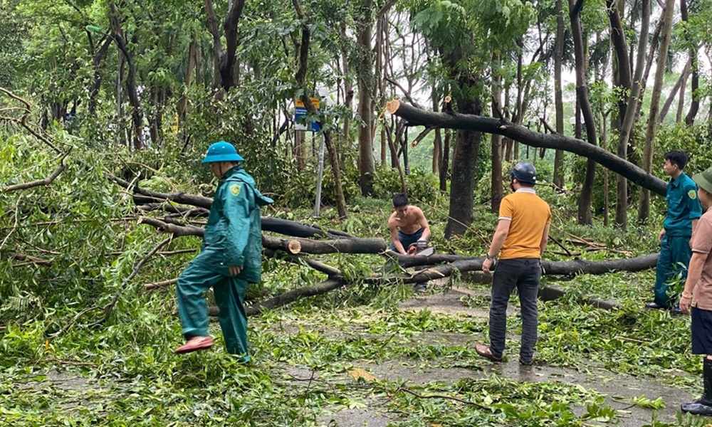 Hà Nội: Truy tìm “thủ phạm” trông cây xanh còn nguyên bầu bọc rễ