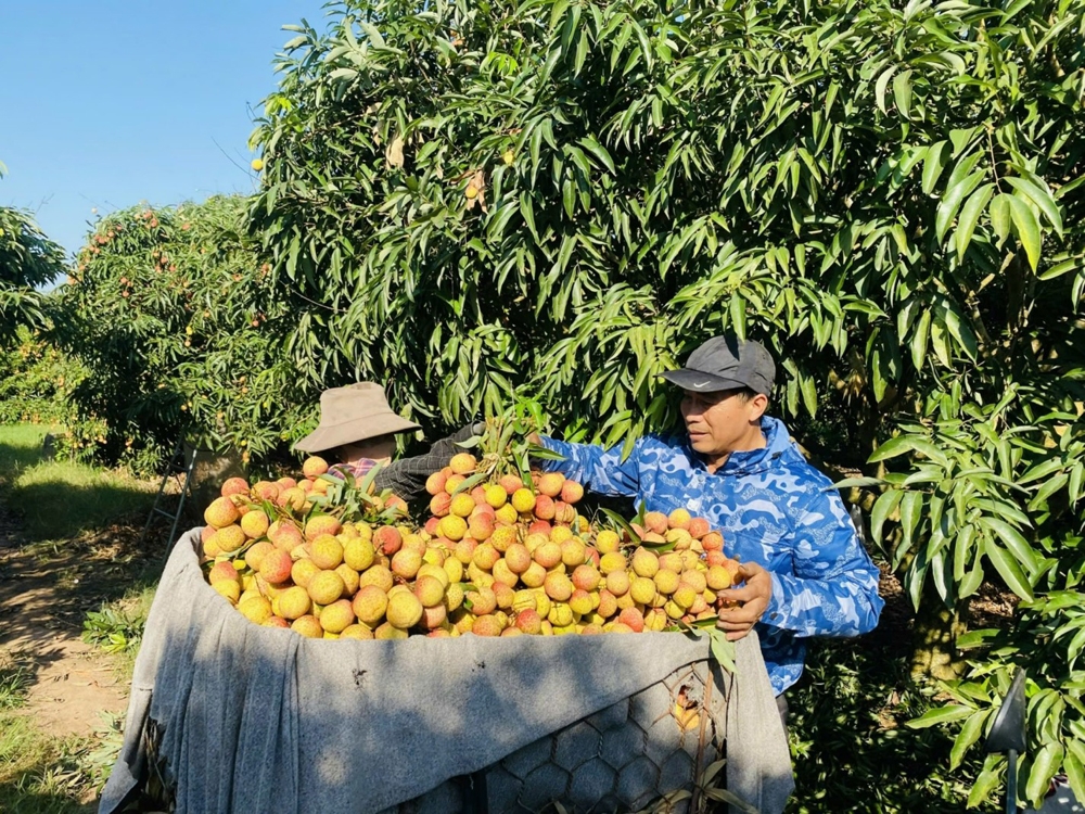 Ninh Giang (Hải Dương): Xã Vĩnh Hòa xây dựng nông thôn mới kiểu mẫu