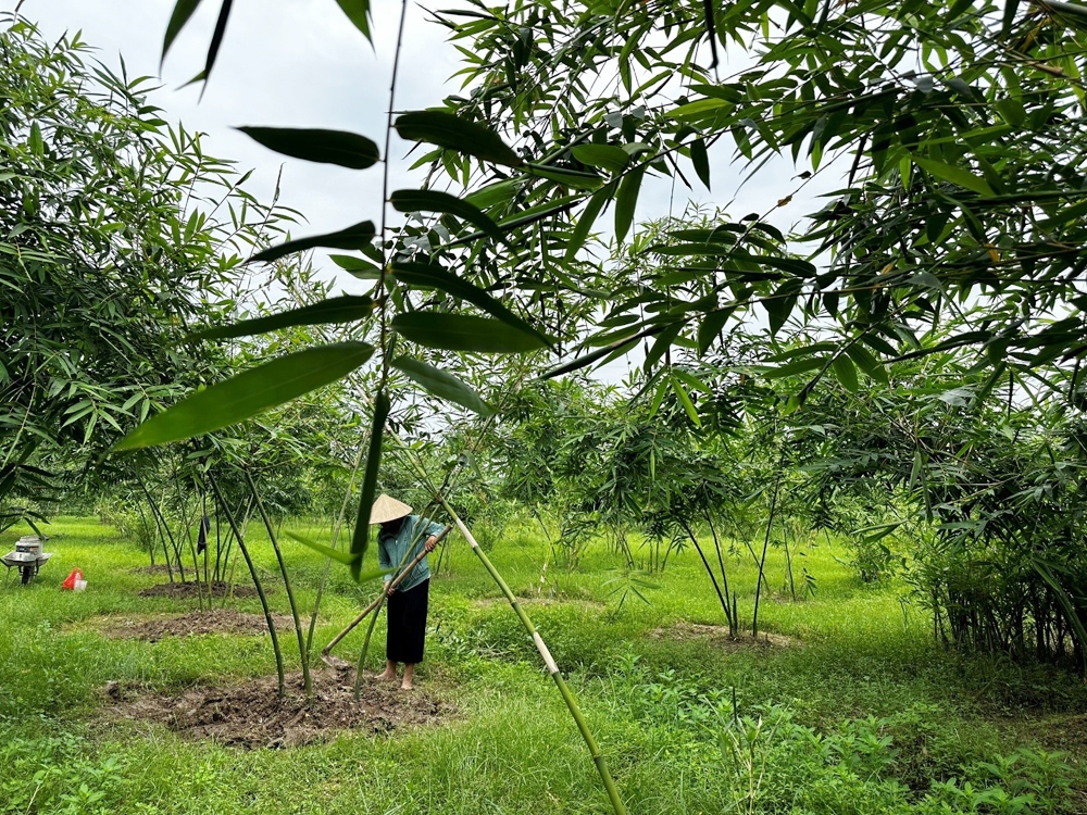 Tân Yên (Bắc Giang): Dồn lực cho “chặng đường nước rút” xây dựng huyện nông thôn mới nâng cao