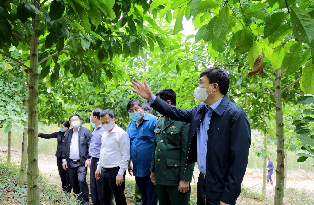 quang ninh ngay dau ra quan trong cay xuan tan suu trong duoc 18ha rung