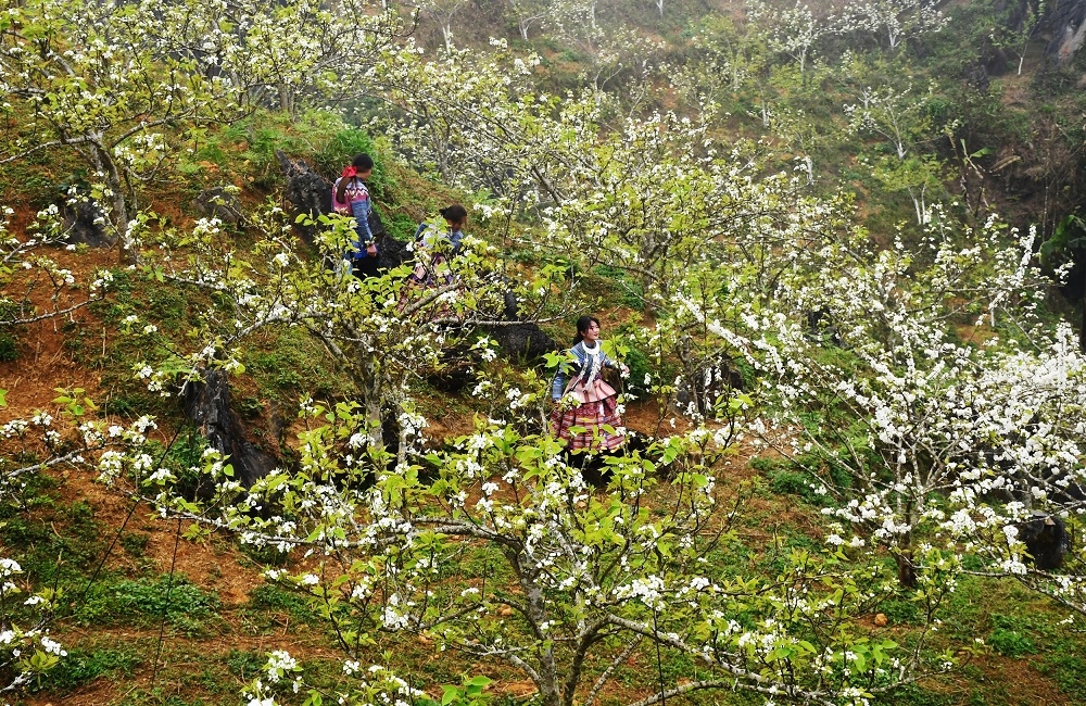 Hoa lê nở trắng ở Si Ma Cai đẹp đến nao lòng người