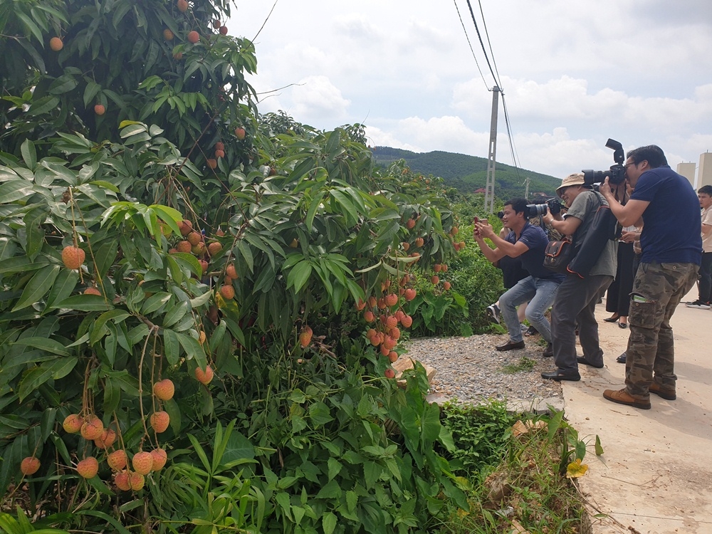 tieu thu vai thieu bac giang nam 2020 nhieu tin hieu lac quan