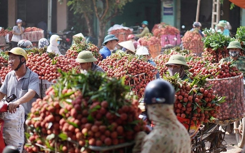 Chính phủ đồng ý cho thương nhân nước ngoài nhập cảnh thu mua vải thiều Bắc Giang