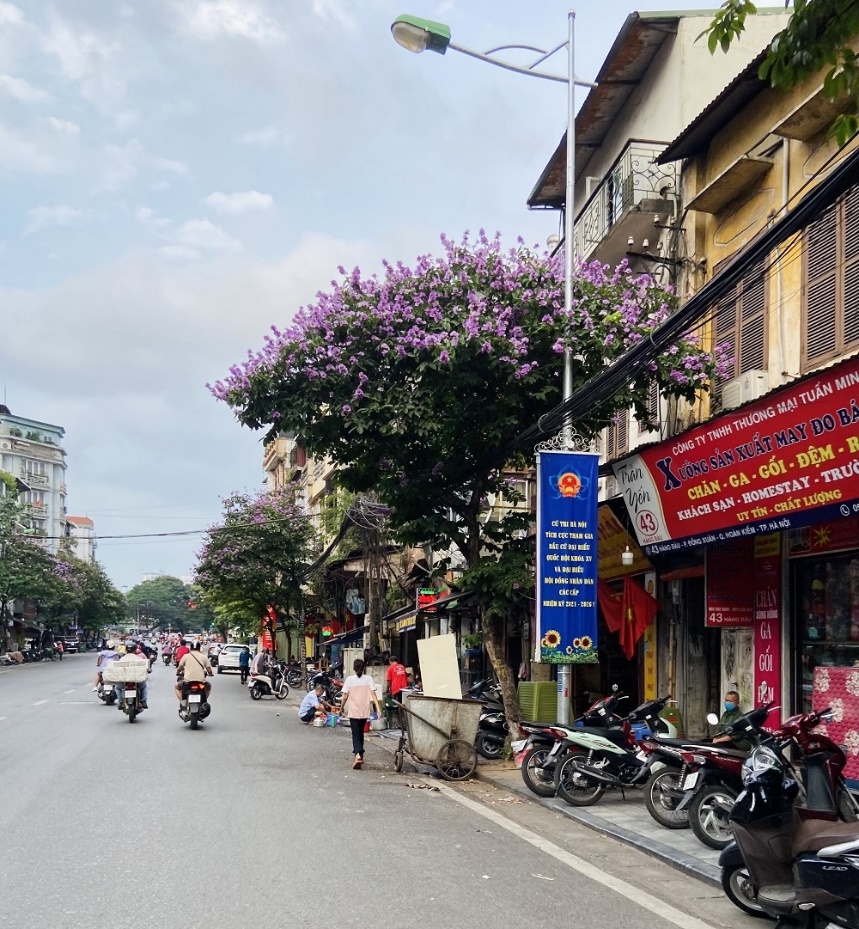 hoa bang lang khoe sac khap pho phuong thu do