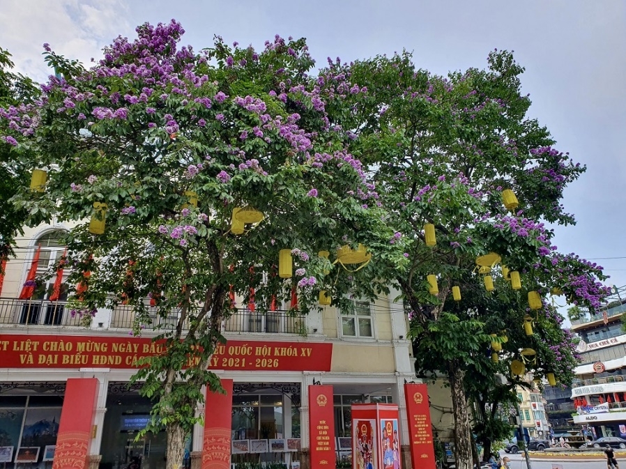 hoa bang lang khoe sac khap pho phuong thu do