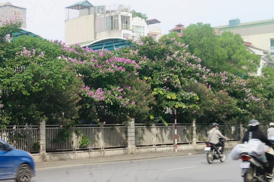 hoa bang lang khoe sac khap pho phuong thu do