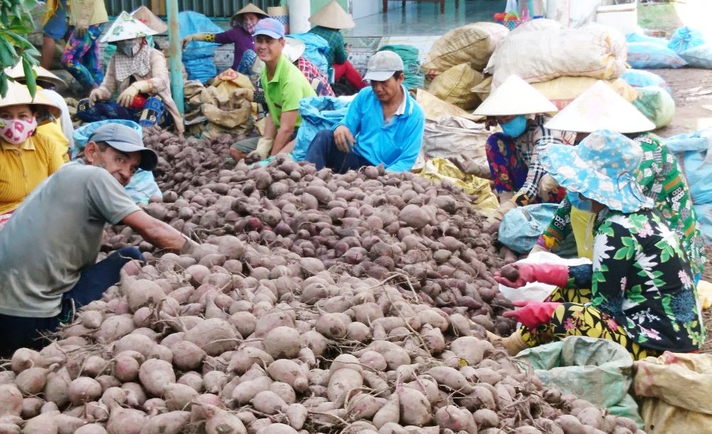 “Vương quốc khoai lang Bình Tân” kêu cứu!