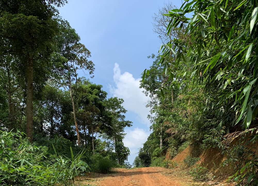 thanh hoa can kiem tra xu ly dut diem viec pha rung tu nhien mo duong trai phap luat