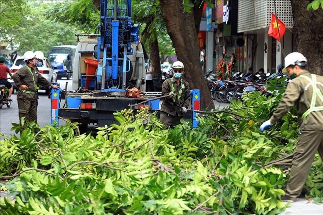 Hạn chế cây xanh đô thị gãy đổ trong mùa mưa bão