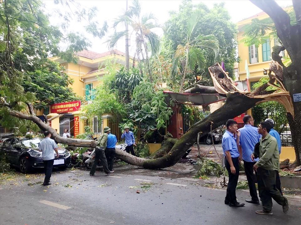 Hải Phòng: Cảnh báo về khả năng bị gãy đổ của cây xanh đô thị trong mùa mưa bão