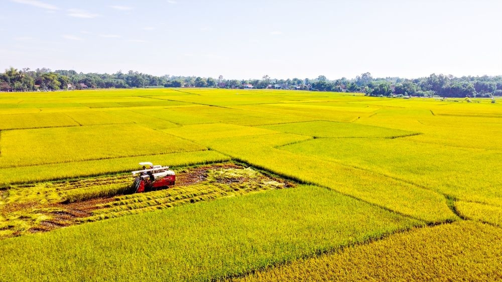 thu tuc moi truong doi voi du an phai chuyen doi dat lua