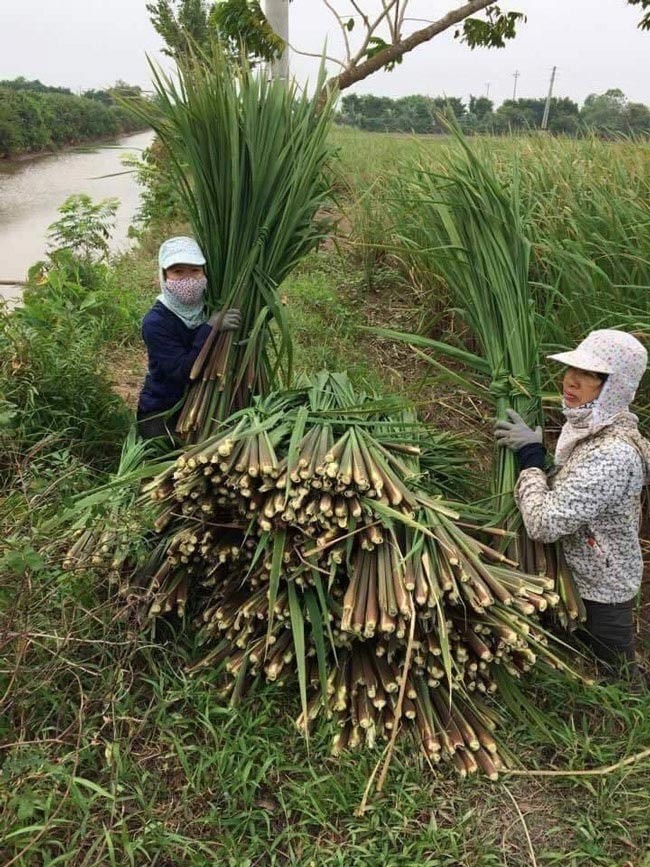 Thảo thơm mùa niễng