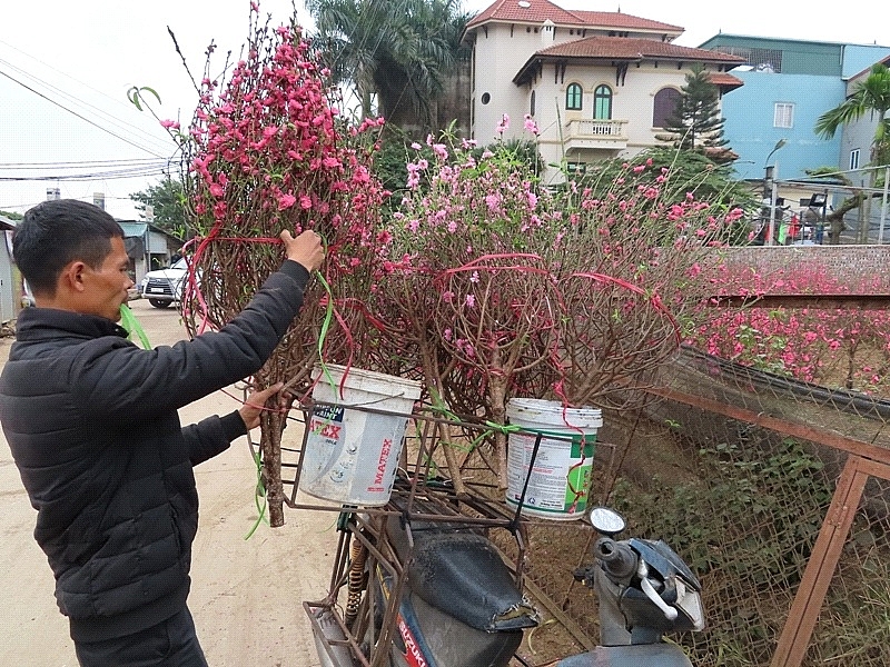 ha noi sac dao ruc ro don tet