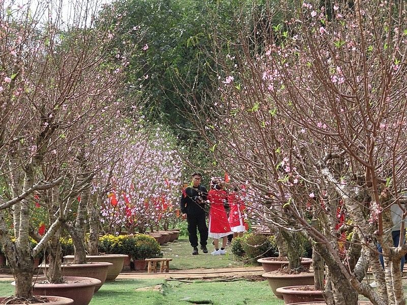 ha noi sac dao ruc ro don tet