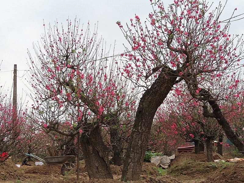 ha noi sac dao ruc ro don tet