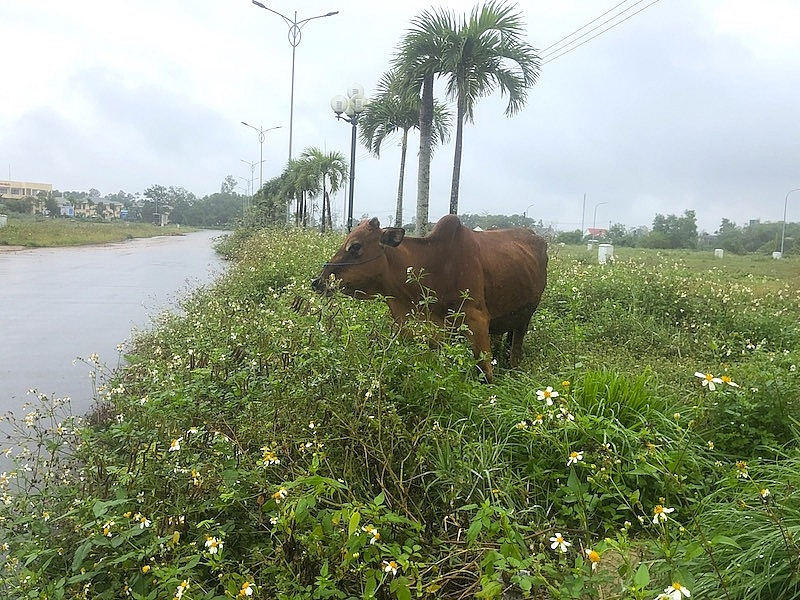 quang ngai yeu cau ra soat danh gia kha nang dau gia thanh cong doi voi 116 lo dat tai khu dan cu truc duong bau giang cau moi