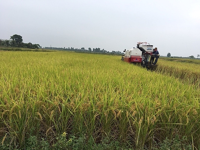 vinh bao huong toi nong thon moi kieu mau