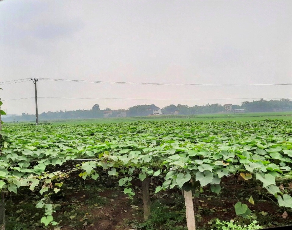 vinh phuc xa kim long khoi sac tu xay dung nong thon moi