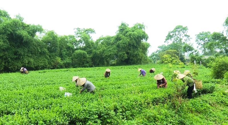 Huyện Đồng Hỷ (Thái Nguyên) nỗ lực cán đích Nông thôn mới