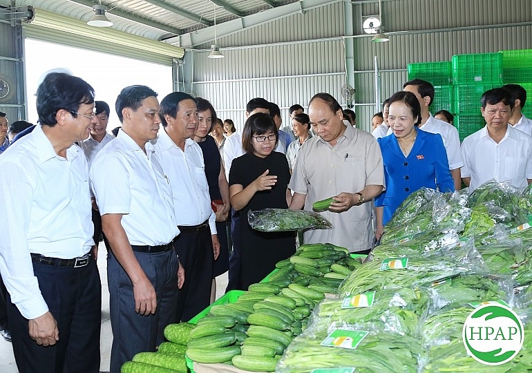 cong ty tnhh le quoc danh thuc vung nguyen lieu sach phuc vu nha may che bien ca chua xuat khau o hai phong