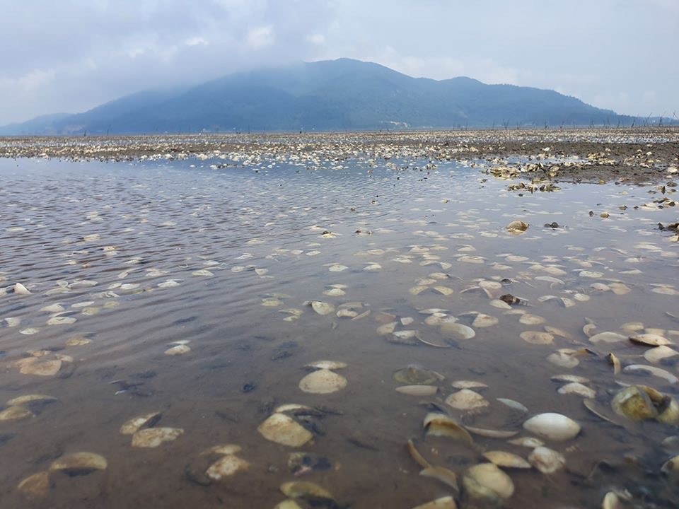 Hà Tĩnh: Ngao “cười”, người khóc